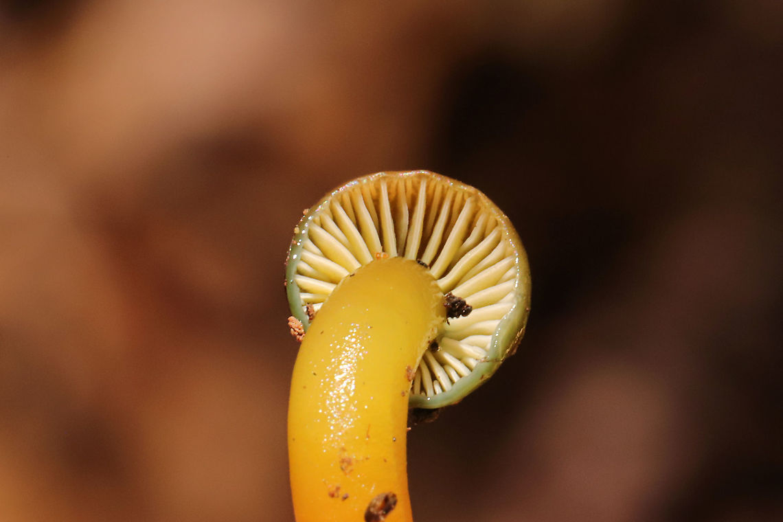 Parrot Mushroom (Gliophorus psittacinus) Growing under pine, oak, and hickory trees in a mixed forest understory.<br />
<figure class="photo"><a href="https://www.jungledragon.com/image/106139/parrot_mushroom_gliophorus_psittacinus.html" title="Parrot Mushroom (Gliophorus psittacinus)"><img src="https://s3.amazonaws.com/media.jungledragon.com/images/3231/106139_thumb.jpg?AWSAccessKeyId=05GMT0V3GWVNE7GGM1R2&Expires=1767225610&Signature=jsG58D7kWvEJyr73SIwuLzMa73Q%3D" width="200" height="134" alt="Parrot Mushroom (Gliophorus psittacinus) Growing under pine, oak, and hickory trees in a mixed forest understory.<br />
https://www.jungledragon.com/image/106138/parrot_mushroom_gliophorus_psittacinus.html Fall,Geotagged,Gliophorus psittacinus,Parrot Mushroom,United States" /></a></figure> Fall,Geotagged,Gliophorus psittacinus,Parrot Mushroom,United States