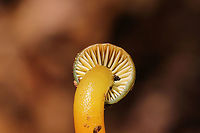 Parrot Mushroom (Gliophorus psittacinus) Growing under pine, oak, and hickory trees in a mixed forest understory.<br />
https://www.jungledragon.com/image/106139/parrot_mushroom_gliophorus_psittacinus.html Fall,Geotagged,Gliophorus psittacinus,Parrot Mushroom,United States