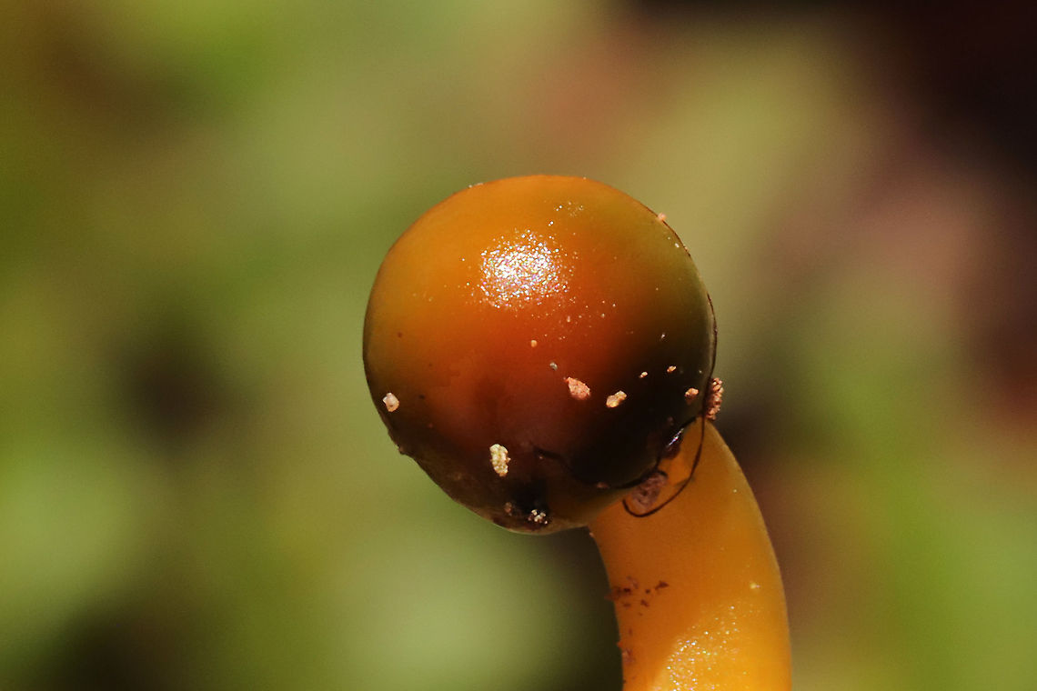 Parrot Mushroom (Gliophorus psittacinus) Growing under pine, oak, and hickory trees in a mixed forest understory.<br />
<figure class="photo"><a href="https://www.jungledragon.com/image/106138/parrot_mushroom_gliophorus_psittacinus.html" title="Parrot Mushroom (Gliophorus psittacinus)"><img src="https://s3.amazonaws.com/media.jungledragon.com/images/3231/106138_thumb.jpg?AWSAccessKeyId=05GMT0V3GWVNE7GGM1R2&Expires=1767225610&Signature=66Y4OZeIFEBAaGYV9anJNqL9jxc%3D" width="200" height="134" alt="Parrot Mushroom (Gliophorus psittacinus) Growing under pine, oak, and hickory trees in a mixed forest understory.<br />
https://www.jungledragon.com/image/106139/parrot_mushroom_gliophorus_psittacinus.html Fall,Geotagged,Gliophorus psittacinus,Parrot Mushroom,United States" /></a></figure> Fall,Geotagged,Gliophorus psittacinus,Parrot Mushroom,United States