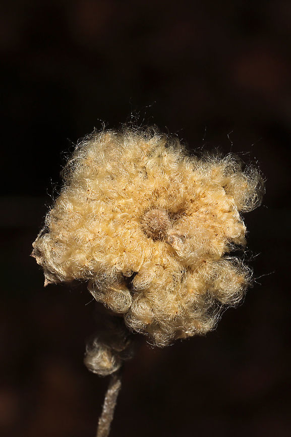 Tall Thimbleweed (Anemone virginiana) Seedhead On a meadowy roadside at a dense mixed forest edge.<br />
<figure class="photo"><a href="https://www.jungledragon.com/image/106145/tall_thimbleweed_anemone_virginiana_seedhead.html" title="Tall Thimbleweed (Anemone virginiana) Seedhead"><img src="https://s3.amazonaws.com/media.jungledragon.com/images/3231/106145_thumb.jpg?AWSAccessKeyId=05GMT0V3GWVNE7GGM1R2&Expires=1767225610&Signature=gI0ys%2Bud6gYe8kTWKxhYgwP5VMk%3D" width="200" height="200" alt="Tall Thimbleweed (Anemone virginiana) Seedhead On a meadowy roadside at a dense mixed forest edge.<br />
https://www.jungledragon.com/image/106144/tall_thimbleweed_anemone_virginiana_seedhead.html Anemone virginiana,Fall,Geotagged,Tall anemone,United States" /></a></figure> Anemone virginiana,Fall,Geotagged,Tall anemone,United States