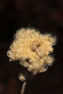 Tall Thimbleweed (Anemone virginiana) Seedhead On a meadowy roadside at a dense mixed forest edge.
https://www.jungledragon.com/image/106145/tall_thimbleweed_anemone_virginiana_seedhead.html Anemone virginiana,Fall,Geotagged,Tall anemone,United States