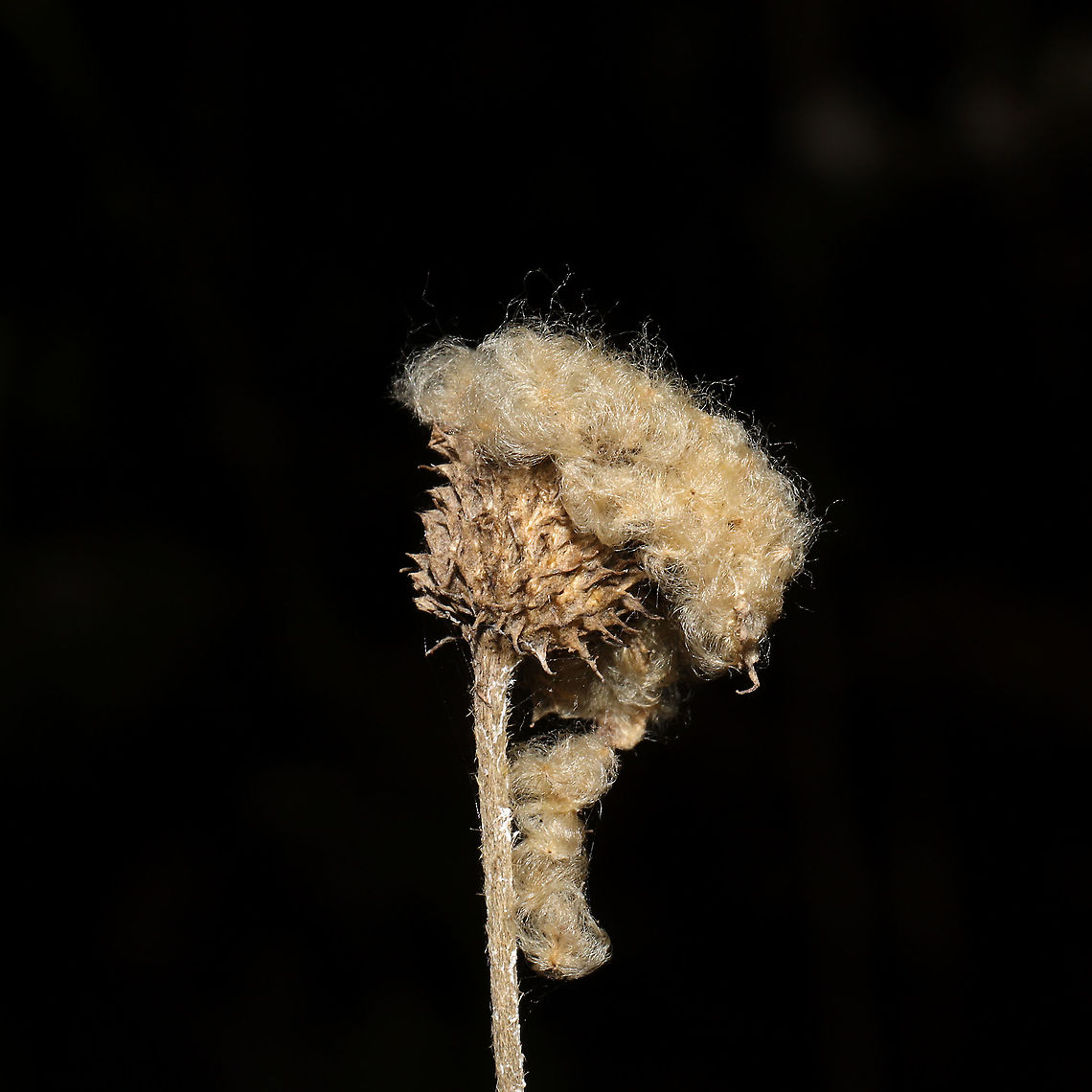 Tall Thimbleweed (Anemone virginiana) Seedhead On a meadowy roadside at a dense mixed forest edge.<br />
<figure class="photo"><a href="https://www.jungledragon.com/image/106144/tall_thimbleweed_anemone_virginiana_seedhead.html" title="Tall Thimbleweed (Anemone virginiana) Seedhead"><img src="https://s3.amazonaws.com/media.jungledragon.com/images/3231/106144_thumb.jpg?AWSAccessKeyId=05GMT0V3GWVNE7GGM1R2&Expires=1767225610&Signature=Tv5kQMVH%2B6uyo5lmFZtlyjLDuWc%3D" width="102" height="152" alt="Tall Thimbleweed (Anemone virginiana) Seedhead On a meadowy roadside at a dense mixed forest edge.<br />
https://www.jungledragon.com/image/106145/tall_thimbleweed_anemone_virginiana_seedhead.html Anemone virginiana,Fall,Geotagged,Tall anemone,United States" /></a></figure> Anemone virginiana,Fall,Geotagged,Tall anemone,United States