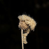 Tall Thimbleweed (Anemone virginiana) Seedhead On a meadowy roadside at a dense mixed forest edge.<br />
https://www.jungledragon.com/image/106144/tall_thimbleweed_anemone_virginiana_seedhead.html Anemone virginiana,Fall,Geotagged,Tall anemone,United States