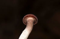 Immature Deceiver (Laccaria laccata group) Young Laccaria laccata group. At a disturbed forest edge.<br />
https://www.jungledragon.com/image/106174/immature_deceiver_laccaria_laccata_group.html Fall,Geotagged,Laccaria laccata,United States,Waxy laccaria