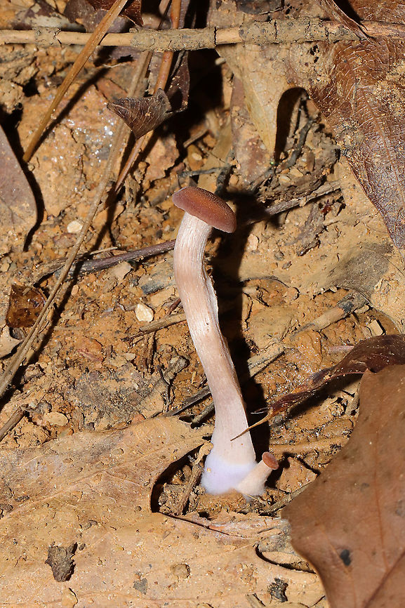 Immature Deceiver (Laccaria laccata group) Young Laccaria laccata group. At a disturbed forest edge.<br />
<figure class="photo"><a href="https://www.jungledragon.com/image/106173/immature_deceiver_laccaria_laccata_group.html" title="Immature Deceiver (Laccaria laccata group)"><img src="https://s3.amazonaws.com/media.jungledragon.com/images/3231/106173_thumb.jpg?AWSAccessKeyId=05GMT0V3GWVNE7GGM1R2&Expires=1763596810&Signature=78M%2FIHE7pOsiHGLHTCfGwKHrZOc%3D" width="200" height="134" alt="Immature Deceiver (Laccaria laccata group) Young Laccaria laccata group. At a disturbed forest edge.<br />
https://www.jungledragon.com/image/106174/immature_deceiver_laccaria_laccata_group.html Fall,Geotagged,Laccaria laccata,United States,Waxy laccaria" /></a></figure> Fall,Geotagged,Laccaria laccata,United States,Waxy laccaria