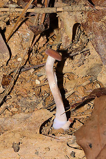 Immature Deceiver (Laccaria laccata group) Young Laccaria laccata group. At a disturbed forest edge.
https://www.jungledragon.com/image/106173/immature_deceiver_laccaria_laccata_group.html Fall,Geotagged,Laccaria laccata,United States,Waxy laccaria