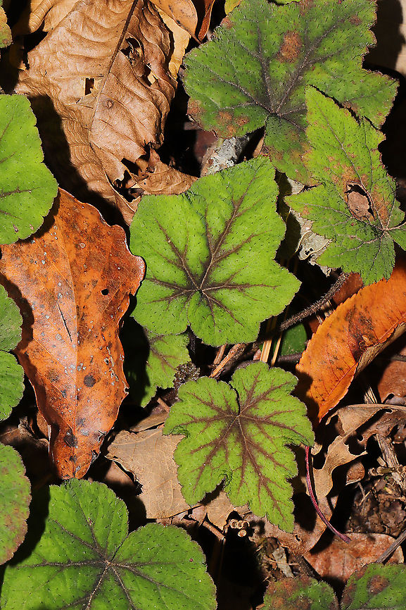 Heartleaf Foamflower (Tiarella cordifolia) Growing at a dense mixed forest edge, on the bank of a seasonal stream.<br />
 Fall,Geotagged,Heartleaf foamflower,Tiarella cordifolia,United States