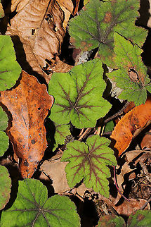 Heartleaf Foamflower (Tiarella cordifolia) Growing at a dense mixed forest edge, on the bank of a seasonal stream.
 Fall,Geotagged,Heartleaf foamflower,Tiarella cordifolia,United States