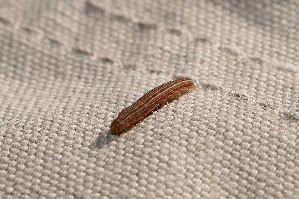 Family Noctuidae? On hanging laundry at a disturbed mixed forest edge.<br />
 Fall,Geotagged,United States