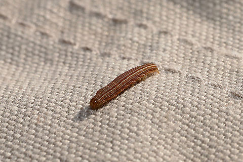 Family Noctuidae? On hanging laundry at a disturbed mixed forest edge.
 Fall,Geotagged,United States