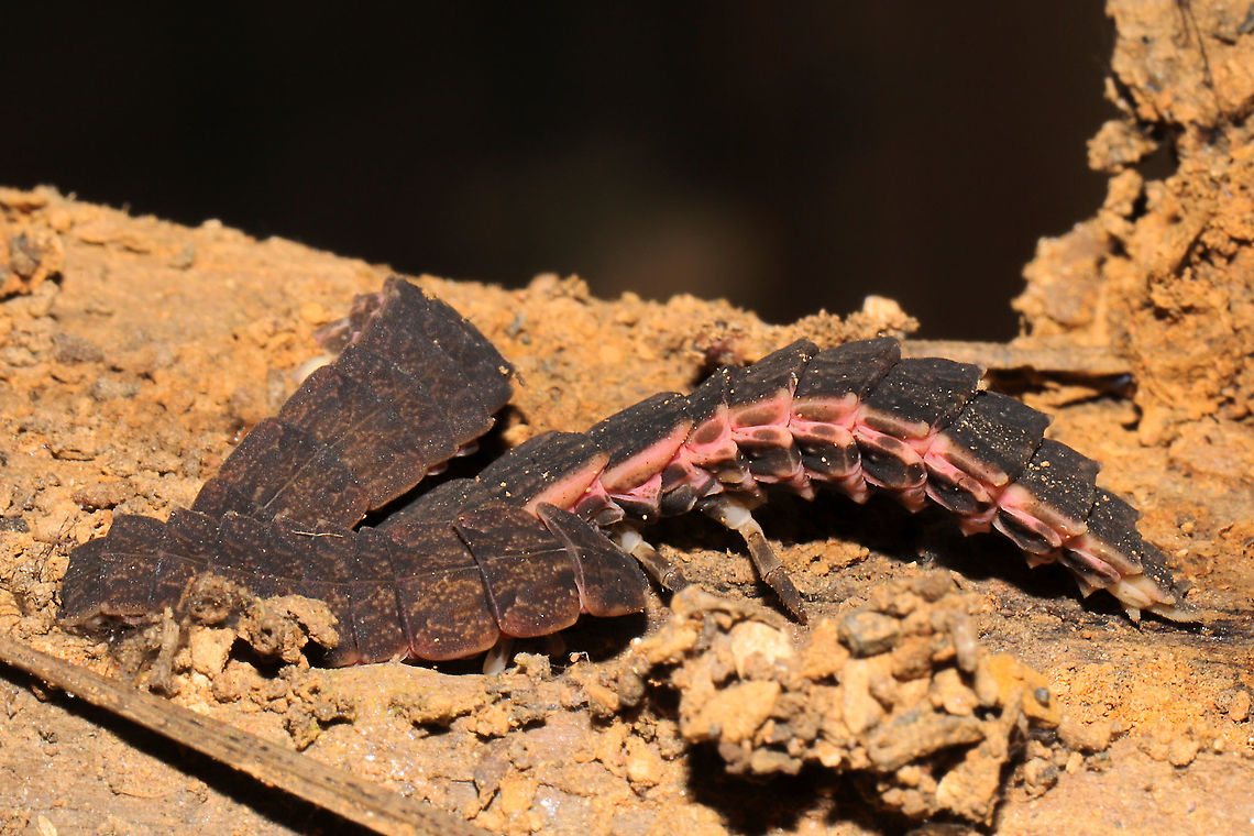 Lampyrid Larvae Multiple individuals &quot;cuddling up&quot; under a fallen, mud-caked branch at a mixed forest edge. They all appeared to be in torpor.<br />
<figure class="photo"><a href="https://www.jungledragon.com/image/106239/lampyrid_larva.html" title="Lampyrid Larva"><img src="https://s3.amazonaws.com/media.jungledragon.com/images/3231/106239_thumb.jpg?AWSAccessKeyId=05GMT0V3GWVNE7GGM1R2&Expires=1759968010&Signature=aJr3hLBDPFEYg%2BWBGrX%2FBZJ3B6g%3D" width="200" height="200" alt="Lampyrid Larva Multiple individuals were found &quot;cuddling up&quot; under a fallen, mud-caked branch at a mixed forest edge. They all appeared to be in torpor.<br />
https://www.jungledragon.com/image/106238/lampyrid_larva.html<br />
https://www.jungledragon.com/image/106240/lampyrid_larva.html<br />
https://www.jungledragon.com/image/106241/lampyrid_larva.html Fall,Geotagged,United States" /></a></figure><br />
<figure class="photo"><a href="https://www.jungledragon.com/image/106240/lampyrid_larvae.html" title="Lampyrid Larvae"><img src="https://s3.amazonaws.com/media.jungledragon.com/images/3231/106240_thumb.jpg?AWSAccessKeyId=05GMT0V3GWVNE7GGM1R2&Expires=1759968010&Signature=Aa4wwlK%2BGIMF5bEnTE2lL%2FMUFqw%3D" width="200" height="134" alt="Lampyrid Larvae Multiple individuals &quot;cuddling up&quot; under a fallen, mud-caked branch at a mixed forest edge. They all appeared to be in torpor.<br />
https://www.jungledragon.com/image/106239/lampyrid_larva.html<br />
https://www.jungledragon.com/image/106238/lampyrid_larva.html<br />
https://www.jungledragon.com/image/106241/lampyrid_larva.html Fall,Geotagged,United States" /></a></figure><br />
<figure class="photo"><a href="https://www.jungledragon.com/image/106241/lampyrid_larva_-_ventral_view.html" title="Lampyrid Larva - Ventral View"><img src="https://s3.amazonaws.com/media.jungledragon.com/images/3231/106241_thumb.jpg?AWSAccessKeyId=05GMT0V3GWVNE7GGM1R2&Expires=1759968010&Signature=SAJMhpCjvK%2B05QAvRczUUCczAqU%3D" width="102" height="152" alt="Lampyrid Larva - Ventral View Multiple individuals were found &quot;cuddling up&quot; under a fallen, mud-caked branch at a mixed forest edge. They all appeared to be in torpor. <br />
https://www.jungledragon.com/image/106239/lampyrid_larva.html<br />
https://www.jungledragon.com/image/106240/lampyrid_larva.html<br />
https://www.jungledragon.com/image/106238/lampyrid_larva.html Fall,Geotagged,United States" /></a></figure> Fall,Geotagged,United States