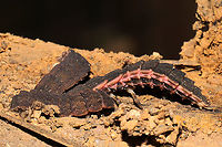 Lampyrid Larvae Multiple individuals "cuddling up" under a fallen, mud-caked branch at a mixed forest edge. They all appeared to be in torpor.<br />
https://www.jungledragon.com/image/106239/lampyrid_larva.html<br />
https://www.jungledragon.com/image/106240/lampyrid_larva.html<br />
https://www.jungledragon.com/image/106241/lampyrid_larva.html Fall,Geotagged,United States