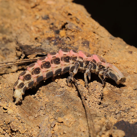 Lampyrid Larva Multiple individuals were found "cuddling up" under a fallen, mud-caked branch at a mixed forest edge. They all appeared to be in torpor.
https://www.jungledragon.com/image/106238/lampyrid_larva.html
https://www.jungledragon.com/image/106240/lampyrid_larva.html
https://www.jungledragon.com/image/106241/lampyrid_larva.html Fall,Geotagged,United States