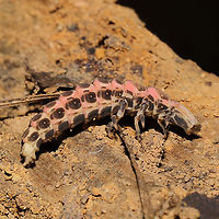 Lampyrid Larva Multiple individuals were found "cuddling up" under a fallen, mud-caked branch at a mixed forest edge. They all appeared to be in torpor.<br />
https://www.jungledragon.com/image/106238/lampyrid_larva.html<br />
https://www.jungledragon.com/image/106240/lampyrid_larva.html<br />
https://www.jungledragon.com/image/106241/lampyrid_larva.html Fall,Geotagged,United States