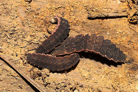 Lampyrid Larvae Multiple individuals "cuddling up" under a fallen, mud-caked branch at a mixed forest edge. They all appeared to be in torpor.
https://www.jungledragon.com/image/106239/lampyrid_larva.html
https://www.jungledragon.com/image/106238/lampyrid_larva.html
https://www.jungledragon.com/image/106241/lampyrid_larva.html Fall,Geotagged,United States