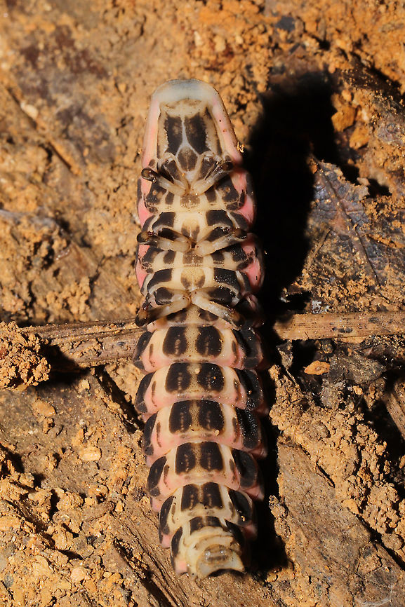 Lampyrid Larva - Ventral View Multiple individuals were found &quot;cuddling up&quot; under a fallen, mud-caked branch at a mixed forest edge. They all appeared to be in torpor. <br />
<figure class="photo"><a href="https://www.jungledragon.com/image/106239/lampyrid_larva.html" title="Lampyrid Larva"><img src="https://s3.amazonaws.com/media.jungledragon.com/images/3231/106239_thumb.jpg?AWSAccessKeyId=05GMT0V3GWVNE7GGM1R2&Expires=1759968010&Signature=aJr3hLBDPFEYg%2BWBGrX%2FBZJ3B6g%3D" width="200" height="200" alt="Lampyrid Larva Multiple individuals were found &quot;cuddling up&quot; under a fallen, mud-caked branch at a mixed forest edge. They all appeared to be in torpor.<br />
https://www.jungledragon.com/image/106238/lampyrid_larva.html<br />
https://www.jungledragon.com/image/106240/lampyrid_larva.html<br />
https://www.jungledragon.com/image/106241/lampyrid_larva.html Fall,Geotagged,United States" /></a></figure><br />
<figure class="photo"><a href="https://www.jungledragon.com/image/106240/lampyrid_larvae.html" title="Lampyrid Larvae"><img src="https://s3.amazonaws.com/media.jungledragon.com/images/3231/106240_thumb.jpg?AWSAccessKeyId=05GMT0V3GWVNE7GGM1R2&Expires=1759968010&Signature=Aa4wwlK%2BGIMF5bEnTE2lL%2FMUFqw%3D" width="200" height="134" alt="Lampyrid Larvae Multiple individuals &quot;cuddling up&quot; under a fallen, mud-caked branch at a mixed forest edge. They all appeared to be in torpor.<br />
https://www.jungledragon.com/image/106239/lampyrid_larva.html<br />
https://www.jungledragon.com/image/106238/lampyrid_larva.html<br />
https://www.jungledragon.com/image/106241/lampyrid_larva.html Fall,Geotagged,United States" /></a></figure><br />
<figure class="photo"><a href="https://www.jungledragon.com/image/106238/lampyrid_larvae.html" title="Lampyrid Larvae"><img src="https://s3.amazonaws.com/media.jungledragon.com/images/3231/106238_thumb.jpg?AWSAccessKeyId=05GMT0V3GWVNE7GGM1R2&Expires=1759968010&Signature=Un05W%2B68hz%2FvJdn1nnDkUXGwveM%3D" width="200" height="134" alt="Lampyrid Larvae Multiple individuals &quot;cuddling up&quot; under a fallen, mud-caked branch at a mixed forest edge. They all appeared to be in torpor.<br />
https://www.jungledragon.com/image/106239/lampyrid_larva.html<br />
https://www.jungledragon.com/image/106240/lampyrid_larva.html<br />
https://www.jungledragon.com/image/106241/lampyrid_larva.html Fall,Geotagged,United States" /></a></figure> Fall,Geotagged,United States