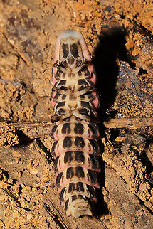Lampyrid Larva - Ventral View Multiple individuals were found "cuddling up" under a fallen, mud-caked branch at a mixed forest edge. They all appeared to be in torpor. 
https://www.jungledragon.com/image/106239/lampyrid_larva.html
https://www.jungledragon.com/image/106240/lampyrid_larva.html
https://www.jungledragon.com/image/106238/lampyrid_larva.html Fall,Geotagged,United States