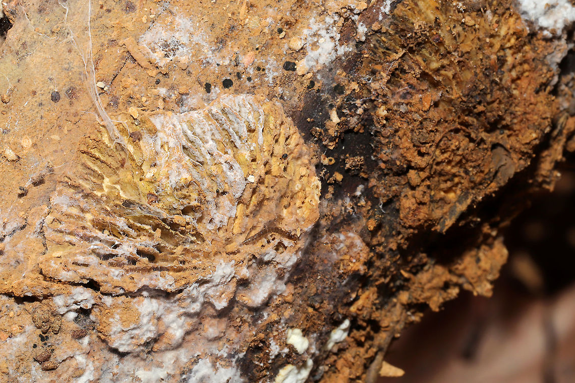 Orange Polypore Mould (Hypomyces aurantius) Parasitized Trametes betulina on a hardwood branch at a dense mixed forest edge.<br />
<br />
The photobomber:<br />
<figure class="photo"><a href="https://www.jungledragon.com/image/106244/fungus_gnat_larva_superfamily_sciaroidea.html" title="Fungus Gnat Larva  (Superfamily Sciaroidea)"><img src="https://s3.amazonaws.com/media.jungledragon.com/images/3231/106244_thumb.jpg?AWSAccessKeyId=05GMT0V3GWVNE7GGM1R2&Expires=1767225610&Signature=xy%2Fk0dEbHMbTjRaIIRzCPy1SSXQ%3D" width="200" height="200" alt="Fungus Gnat Larva  (Superfamily Sciaroidea) Maybe another Keroplatid? Crawling on parasitized Trametes betulina (Hypomyces aurantius) on a hardwood branch at a dense mixed forest edge.<br />
https://www.jungledragon.com/image/106243/orange_polypore_mould_hypomyces_aurantius.html Geotagged,United States" /></a></figure> Fall,Geotagged,Hypomyces aurantius,Orange Polypore Mould,United States