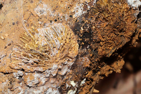 Orange Polypore Mould (Hypomyces aurantius) Parasitized Trametes betulina on a hardwood branch at a dense mixed forest edge.

The photobomber:
https://www.jungledragon.com/image/106244/fungus_gnats_and_gall_midges_superfamily_sciaroidea.html Fall,Geotagged,Hypomyces aurantius,Orange Polypore Mould,United States