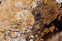 Orange Polypore Mould (Hypomyces aurantius) Parasitized Trametes betulina on a hardwood branch at a dense mixed forest edge.<br />
<br />
The photobomber:<br />
https://www.jungledragon.com/image/106244/fungus_gnats_and_gall_midges_superfamily_sciaroidea.html Fall,Geotagged,Hypomyces aurantius,Orange Polypore Mould,United States