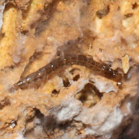 Fungus Gnat Larva  (Superfamily Sciaroidea) Maybe another Keroplatid? Crawling on parasitized Trametes betulina (Hypomyces aurantius) on a hardwood branch at a dense mixed forest edge.<br />
https://www.jungledragon.com/image/106243/orange_polypore_mould_hypomyces_aurantius.html Geotagged,United States