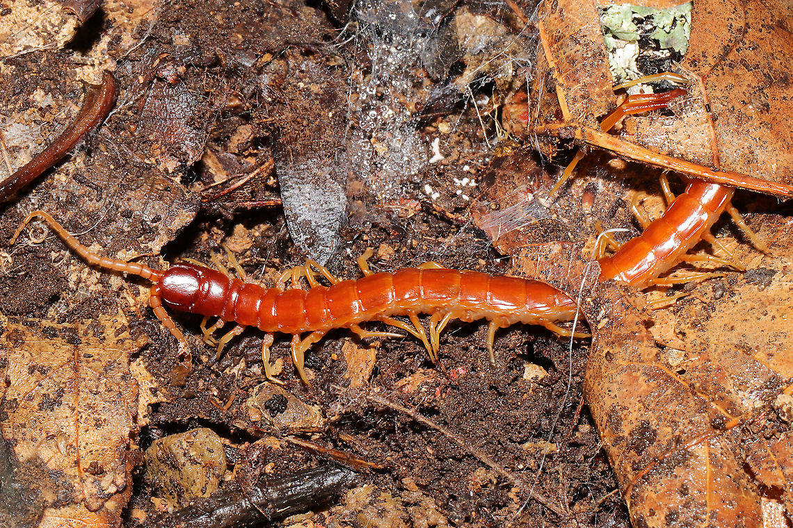 Eastern Red Centipede (Scolopocryptops sexspinosus) In leaf litter under a board at a disturbed forest edge.<br />
 Eastern Red Centipede,Fall,Geotagged,Scolopocryptops sexspinosus,United States