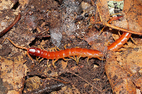 Eastern Red Centipede (Scolopocryptops sexspinosus) In leaf litter under a board at a disturbed forest edge.
 Eastern Red Centipede,Fall,Geotagged,Scolopocryptops sexspinosus,United States