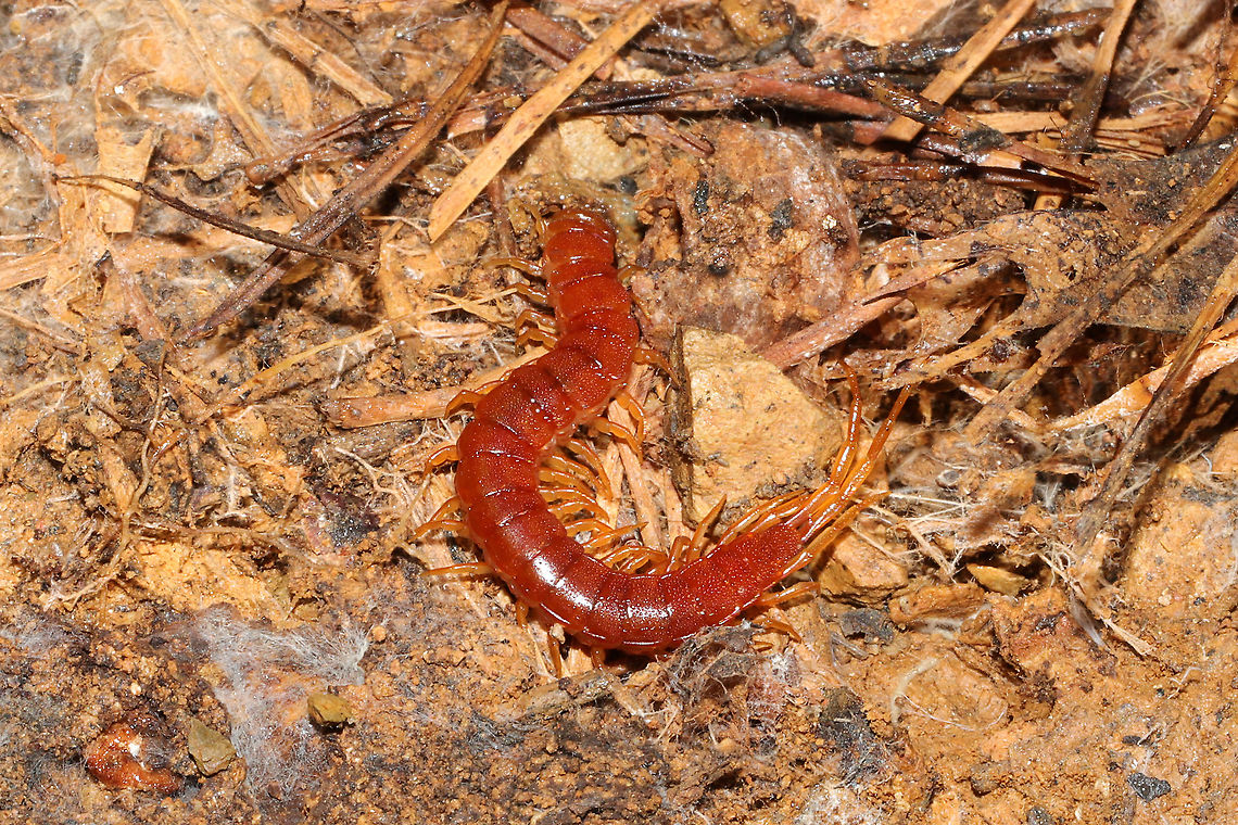 Eastern Red Centipede (Scolopocryptops sexspinosus) In leaf litter under a board at a disturbed forest edge.<br />
 Eastern Red Centipede,Fall,Geotagged,Scolopocryptops sexspinosus,United States