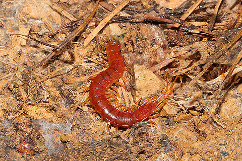 Eastern Red Centipede (Scolopocryptops sexspinosus) In leaf litter under a board at a disturbed forest edge.
 Eastern Red Centipede,Fall,Geotagged,Scolopocryptops sexspinosus,United States