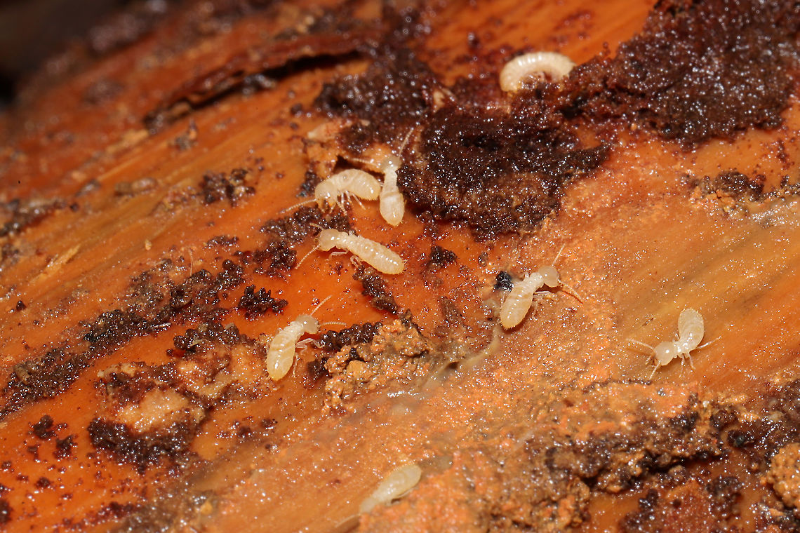 Reticulitermes sp.? Under/on a rotting pine log at a dense mixed forest edge.<br />
 Fall,Geotagged,United States