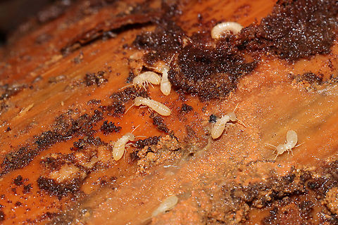 Reticulitermes sp.? Under/on a rotting pine log at a dense mixed forest edge.
 Fall,Geotagged,United States