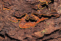 Oak Curtain Crust Fungus (Hymenochaete rubiginosa) Growing on a fallen, rotting oak tree in a mixed forest understory.<br />
https://www.jungledragon.com/image/106250/oak_curtain_crust_fungus_hymenochaete_rubiginosa.html Fall,Geotagged,Hymenochaete rubiginosa,Oak Curtain Crust,United States
