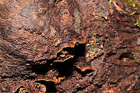Oak Curtain Crust Fungus (Hymenochaete rubiginosa) Growing on a fallen, rotting oak tree in a mixed forest understory.<br />
https://www.jungledragon.com/image/106249/oak_curtain_crust_fungus_hymenochaete_rubiginosa.html Fall,Geotagged,Hymenochaete rubiginosa,Oak Curtain Crust,United States