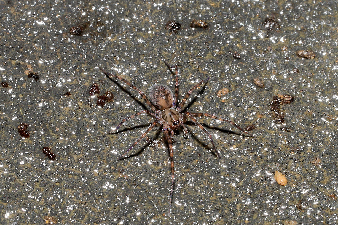 Calymmaria persica Found under a piece of plywood at the disturbed edge of a dense mixed forest.<br />
<br />
Don&#039;t know if it was related, but this structure was nearby:<br />
<figure class="photo"><a href="https://www.jungledragon.com/image/106297/unknown_nest_structure.html" title="Unknown Nest Structure"><img src="https://s3.amazonaws.com/media.jungledragon.com/images/3231/106297_thumb.jpg?AWSAccessKeyId=05GMT0V3GWVNE7GGM1R2&Expires=1767225610&Signature=CU4I6yOtAeiUgWnonPjs2EbiqCU%3D" width="200" height="200" alt="Unknown Nest Structure Working on an ID. Found under a piece of plywood at the disturbed edge of a dense mixed forest.<br />
<br />
Don&#039;t know if it was related, but this spider was nearby:<br />
https://www.jungledragon.com/image/106296/unknown_spider.html Fall,Geotagged,United States" /></a></figure> Calymmaria persica,Fall,Geotagged,United States