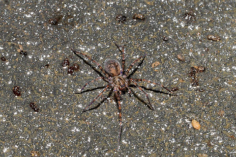 Calymmaria persica Found under a piece of plywood at the disturbed edge of a dense mixed forest.
Don't know if it was related, but this structure was nearby:
https://www.jungledragon.com/image/106297/unknown_nest_structure.html Calymmaria persica,Fall,Geotagged,United States