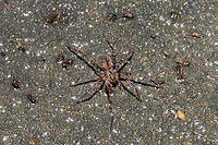 Calymmaria persica Found under a piece of plywood at the disturbed edge of a dense mixed forest.<br />
<br />
Don't know if it was related, but this structure was nearby:<br />
https://www.jungledragon.com/image/106297/unknown_nest_structure.html Calymmaria persica,Fall,Geotagged,United States