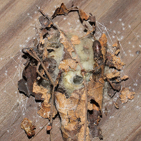 Unknown Nest Structure Working on an ID. Found under a piece of plywood at the disturbed edge of a dense mixed forest.

Don't know if it was related, but this spider was nearby:
https://www.jungledragon.com/image/106296/unknown_spider.html Fall,Geotagged,United States
