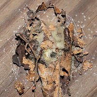 Unknown Nest Structure Working on an ID. Found under a piece of plywood at the disturbed edge of a dense mixed forest.<br />
<br />
Don't know if it was related, but this spider was nearby:<br />
https://www.jungledragon.com/image/106296/unknown_spider.html Fall,Geotagged,United States