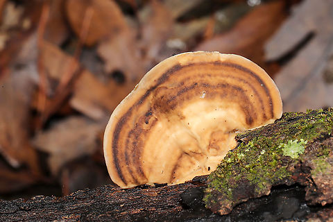 Trametes lactinea Growing on a dead, fallen oak tree in a dense mixed forest understory.
https://www.jungledragon.com/image/106420/trametes_lactinea.html Fall,Geotagged,Trametes lactinea,United States
