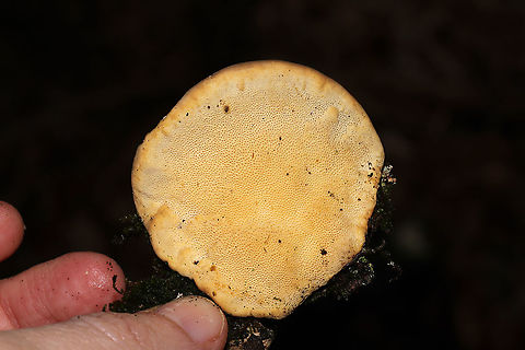 Trametes lactinea Growing on a dead, fallen oak tree in a dense mixed forest understory.
https://www.jungledragon.com/image/106419/trametes_lactinea.html Fall,Geotagged,Trametes lactinea,United States