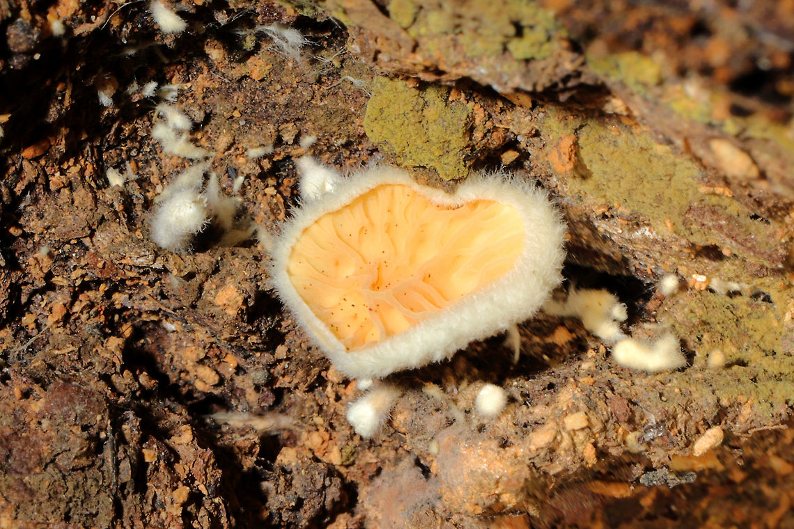 Crepidotus sp.? On the underside of a highly rotted log, under pine and oak. Not sure on the ID, so feel free to pitch in!<br />
 Fall,Geotagged,United States