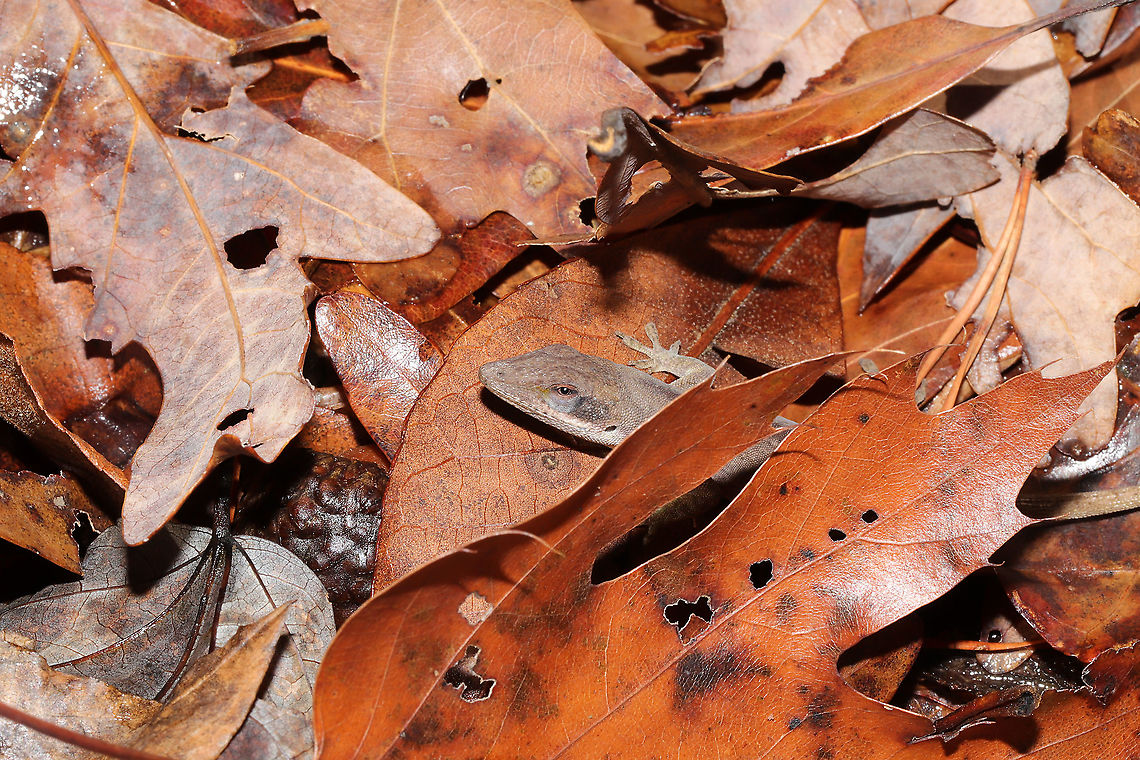 Green Anole (Anolis carolinensis) In deep leaf litter in a mixed forest understory.<br />
<figure class="photo"><a href="https://www.jungledragon.com/image/106424/green_anole_anolis_carolinensis.html" title="Green Anole (Anolis carolinensis)"><img src="https://s3.amazonaws.com/media.jungledragon.com/images/3231/106424_thumb.jpg?AWSAccessKeyId=05GMT0V3GWVNE7GGM1R2&Expires=1759968010&Signature=at%2FlhK7bZTlio1MF3UqaUW%2F6XIQ%3D" width="200" height="134" alt="Green Anole (Anolis carolinensis) In deep leaf litter in a mixed forest understory.<br />
https://www.jungledragon.com/image/106423/green_anole_anolis_carolinensis.html Anolis carolinensis,Carolina anole,Fall,Geotagged,United States" /></a></figure> Anolis carolinensis,Carolina anole,Fall,Geotagged,United States