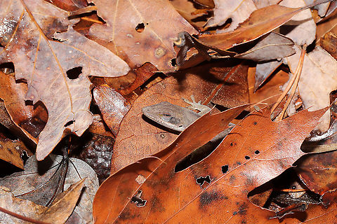 Green Anole (Anolis carolinensis) In deep leaf litter in a mixed forest understory.
https://www.jungledragon.com/image/106424/green_anole_anolis_carolinensis.html Anolis carolinensis,Carolina anole,Fall,Geotagged,United States