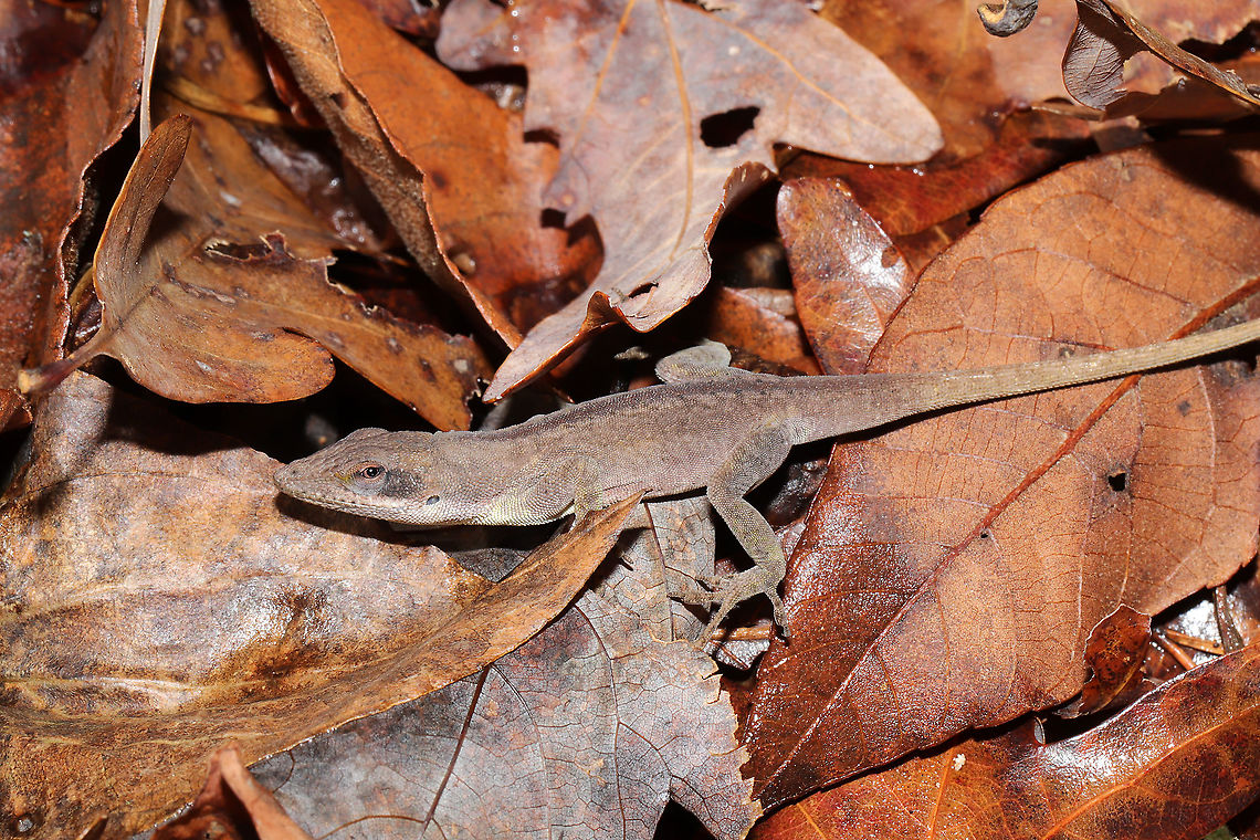 Green Anole (Anolis carolinensis) In deep leaf litter in a mixed forest understory.<br />
<figure class="photo"><a href="https://www.jungledragon.com/image/106423/green_anole_anolis_carolinensis.html" title="Green Anole (Anolis carolinensis)"><img src="https://s3.amazonaws.com/media.jungledragon.com/images/3231/106423_thumb.jpg?AWSAccessKeyId=05GMT0V3GWVNE7GGM1R2&Expires=1763596810&Signature=Z2JtTOQrgJjgqYY2lJnkWWIENqw%3D" width="200" height="134" alt="Green Anole (Anolis carolinensis) In deep leaf litter in a mixed forest understory.<br />
https://www.jungledragon.com/image/106424/green_anole_anolis_carolinensis.html Anolis carolinensis,Carolina anole,Fall,Geotagged,United States" /></a></figure> Anolis carolinensis,Carolina anole,Fall,Geotagged,United States