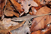 Green Anole (Anolis carolinensis) In deep leaf litter in a mixed forest understory.<br />
https://www.jungledragon.com/image/106423/green_anole_anolis_carolinensis.html Anolis carolinensis,Carolina anole,Fall,Geotagged,United States