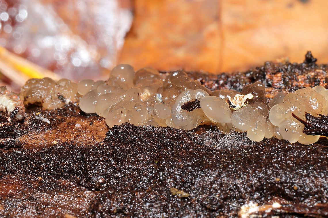 Crystal Brain Fungus (Myxarium nucleatum) On the underside of a hardwood log.<br />
 Crystal Brain Fungus,Fall,Geotagged,Myxarium nucleatum,United States