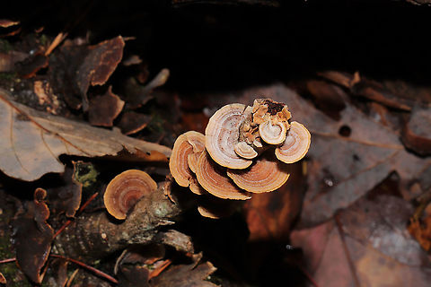 Stereum fasciatum Growing on a rotting branch near a fallen oak tree. In a dense mixed forest understory. Pilei were covered in concentric rings of fuzz.Undersides are smooth, cream to peach in color. No staining upon scratching.
https://www.jungledragon.com/image/106611/stereum_fasciatum.html Fall,Geotagged,Stereum fasciatum,United States