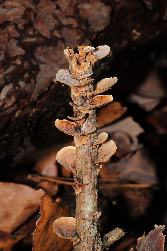 Stereum fasciatum Growing on a rotting branch near a fallen oak tree. In a dense mixed forest understory. Pilei were covered in concentric rings of fuzz.Undersides are smooth, cream to peach in color. No staining upon scratching. <br />
<figure class="photo"><a href="https://www.jungledragon.com/image/106610/stereum_fasciatum.html" title="Stereum fasciatum"><img src="https://s3.amazonaws.com/media.jungledragon.com/images/3231/106610_thumb.jpg?AWSAccessKeyId=05GMT0V3GWVNE7GGM1R2&Expires=1767225610&Signature=vch1dLjUPQU6ls9rtHTk8kzEyig%3D" width="200" height="134" alt="Stereum fasciatum Growing on a rotting branch near a fallen oak tree. In a dense mixed forest understory. Pilei were covered in concentric rings of fuzz.Undersides are smooth, cream to peach in color. No staining upon scratching.<br />
https://www.jungledragon.com/image/106611/stereum_fasciatum.html Fall,Geotagged,Stereum fasciatum,United States" /></a></figure> Fall,Geotagged,Stereum fasciatum,United States