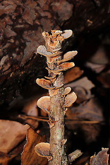 Stereum fasciatum Growing on a rotting branch near a fallen oak tree. In a dense mixed forest understory. Pilei were covered in concentric rings of fuzz.Undersides are smooth, cream to peach in color. No staining upon scratching. 
https://www.jungledragon.com/image/106610/stereum_fasciatum.html Fall,Geotagged,Stereum fasciatum,United States