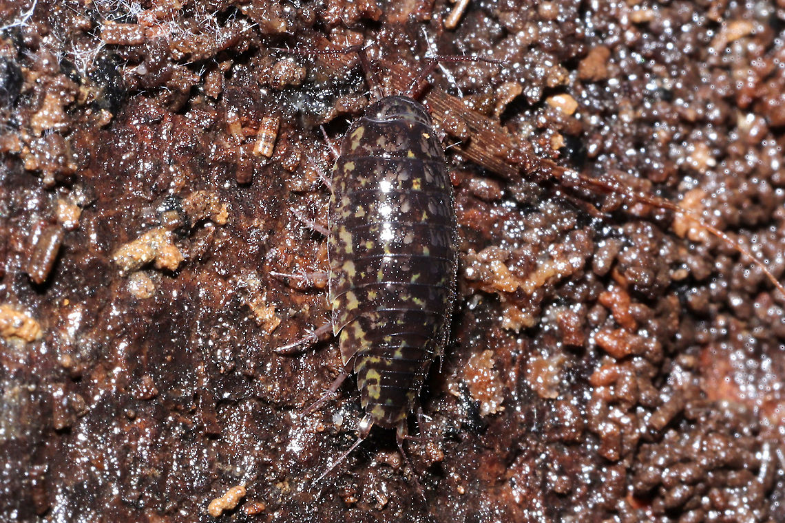 The Blue Ridge Rock Slater (Ligidium cf. blueridgensis) On the underside of a log in a wooded, saturated flood-plain near a seasonal stream.<br />
 Blue Ridge Rock slater,Geotagged,Ligidium,Ligidium blueridgensis,Ligiidae,Oniscidea,United States,Winter,Woodlouse